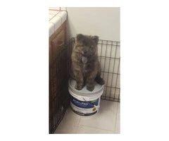 Affordable Chow chow puppy - 3