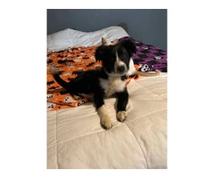 Female border collie puppy needs a home