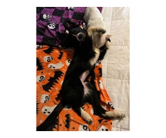 Female border collie puppy needs a home - 2