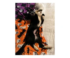 Female border collie puppy needs a home - 3