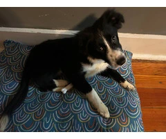 Female border collie puppy needs a home - 4