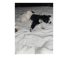 Female border collie puppy needs a home - 5