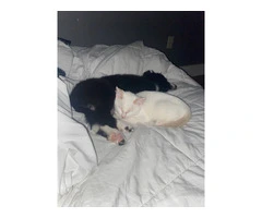 Female border collie puppy needs a home - 6