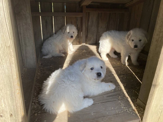 3 boy Great Pyrenees puppies - 1/8