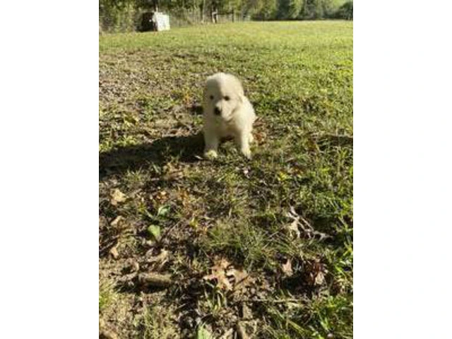3 boy Great Pyrenees puppies - 2/8