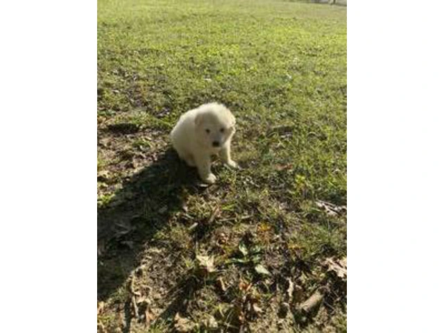 3 boy Great Pyrenees puppies - 3/8