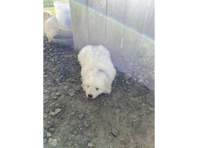 3 boy Great Pyrenees puppies - 4/8