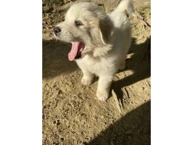 3 boy Great Pyrenees puppies - 6/8