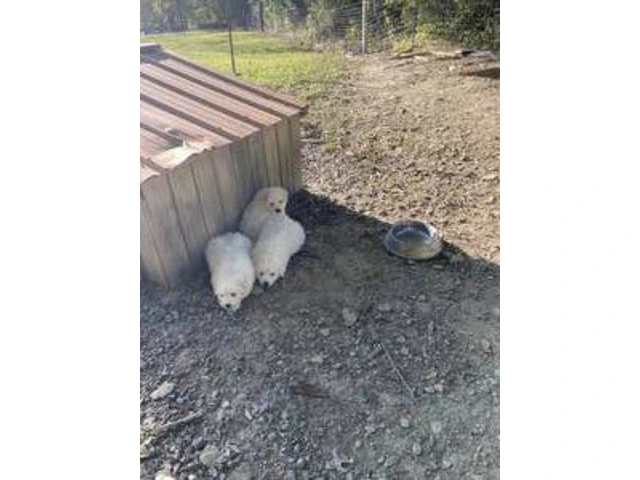 3 boy Great Pyrenees puppies - 7/8