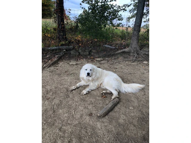 3 boy Great Pyrenees puppies - 8/8
