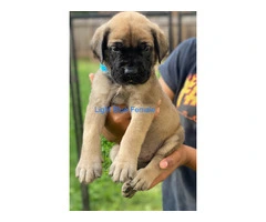 Champion English Mastiff puppiesfor sale