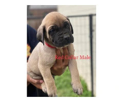Champion English Mastiff puppiesfor sale - 3