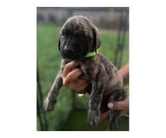 Champion English Mastiff puppiesfor sale - 4