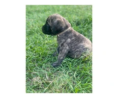 Champion English Mastiff puppiesfor sale - 9