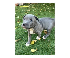 Fullblooded blue nose pit bull puppies for sale