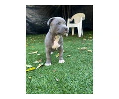 Fullblooded blue nose pit bull puppies for sale - 2