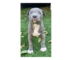 Fullblooded blue nose pit bull puppies for sale - 3