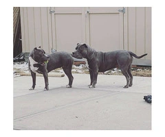Fullblooded blue nose pit bull puppies for sale - 4