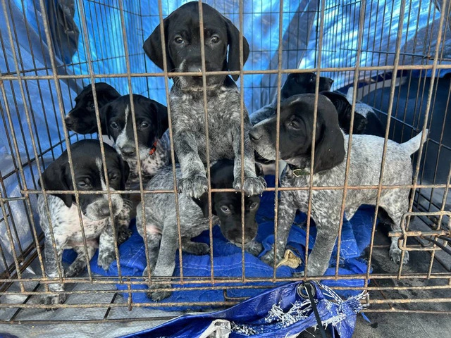 Beautiful German Shorthaired puppies - 1/10