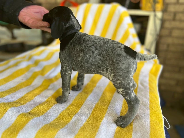 Beautiful German Shorthaired puppies - 5/10