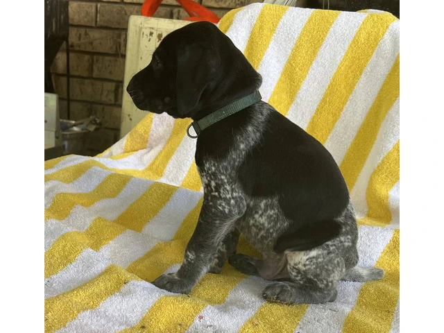 Beautiful German Shorthaired puppies - 7/10
