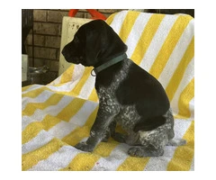 Beautiful German Shorthaired puppies - 7