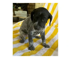 Beautiful German Shorthaired puppies - 8