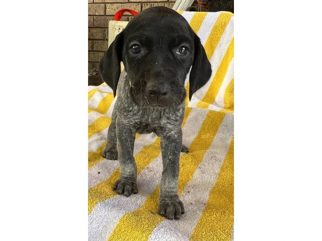 Beautiful German Shorthaired puppies - 10/10