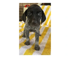 Beautiful German Shorthaired puppies - 10