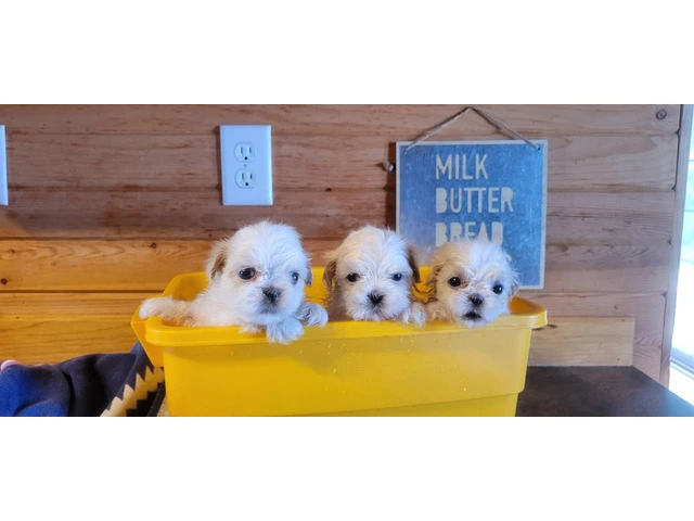 3 cute Shichon puppies for sale - 1/3