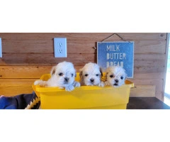 3 cute Shichon puppies for sale