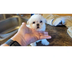 3 cute Shichon puppies for sale - 2