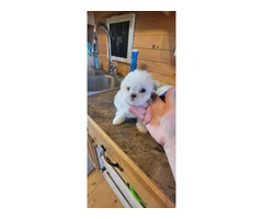 3 cute Shichon puppies for sale - 3