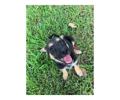 Adopt Izzy, a crate-trained and cuddly German Shepherd pup - 2
