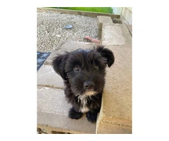 Beans Needs a Home: A Sweet and Smart Shih Tzu/Yorkie Mix Pup - 2