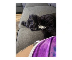 Beans Needs a Home: A Sweet and Smart Shih Tzu/Yorkie Mix Pup - 5