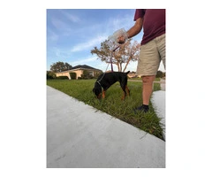 Looking for a Home for Freya, a Spayed Female Doberman - 3