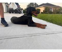 Looking for a Home for Freya, a Spayed Female Doberman - 5