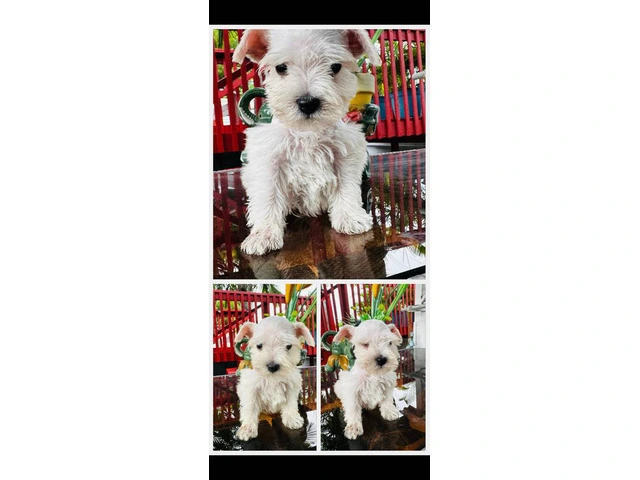 2 Male Miniature Schnauzer puppies for sale - 6/7