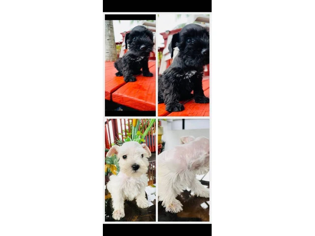 2 Male Miniature Schnauzer puppies for sale - 7/7