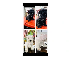 2 Male Miniature Schnauzer puppies for sale - 7
