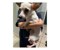 4 Chihuahuas need new homes - 4