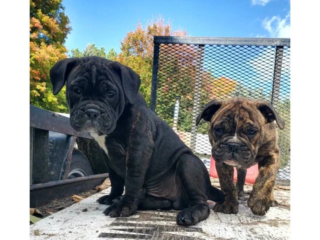2 friendly Olde English Bulldoge puppies for sale - 1/9