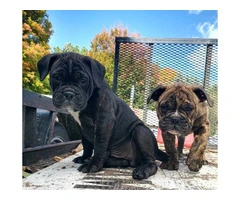 2 friendly Olde English Bulldoge puppies for sale