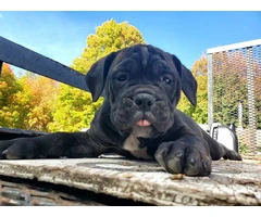 2 friendly Olde English Bulldoge puppies for sale - 2