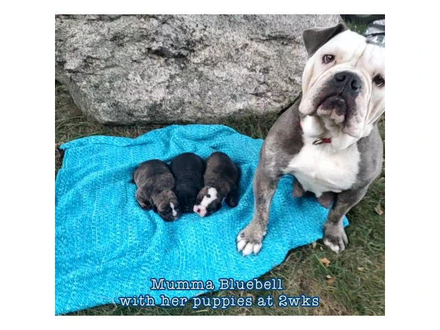 2 friendly Olde English Bulldoge puppies for sale - 8/9