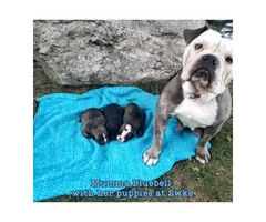 2 friendly Olde English Bulldoge puppies for sale - 8
