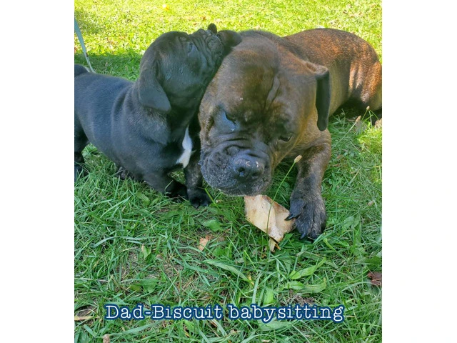 2 friendly Olde English Bulldoge puppies for sale - 9/9