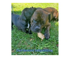 2 friendly Olde English Bulldoge puppies for sale - 9