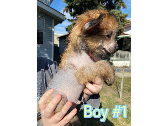 9 weeks old Chinese Crested puppies for sale - 1/12